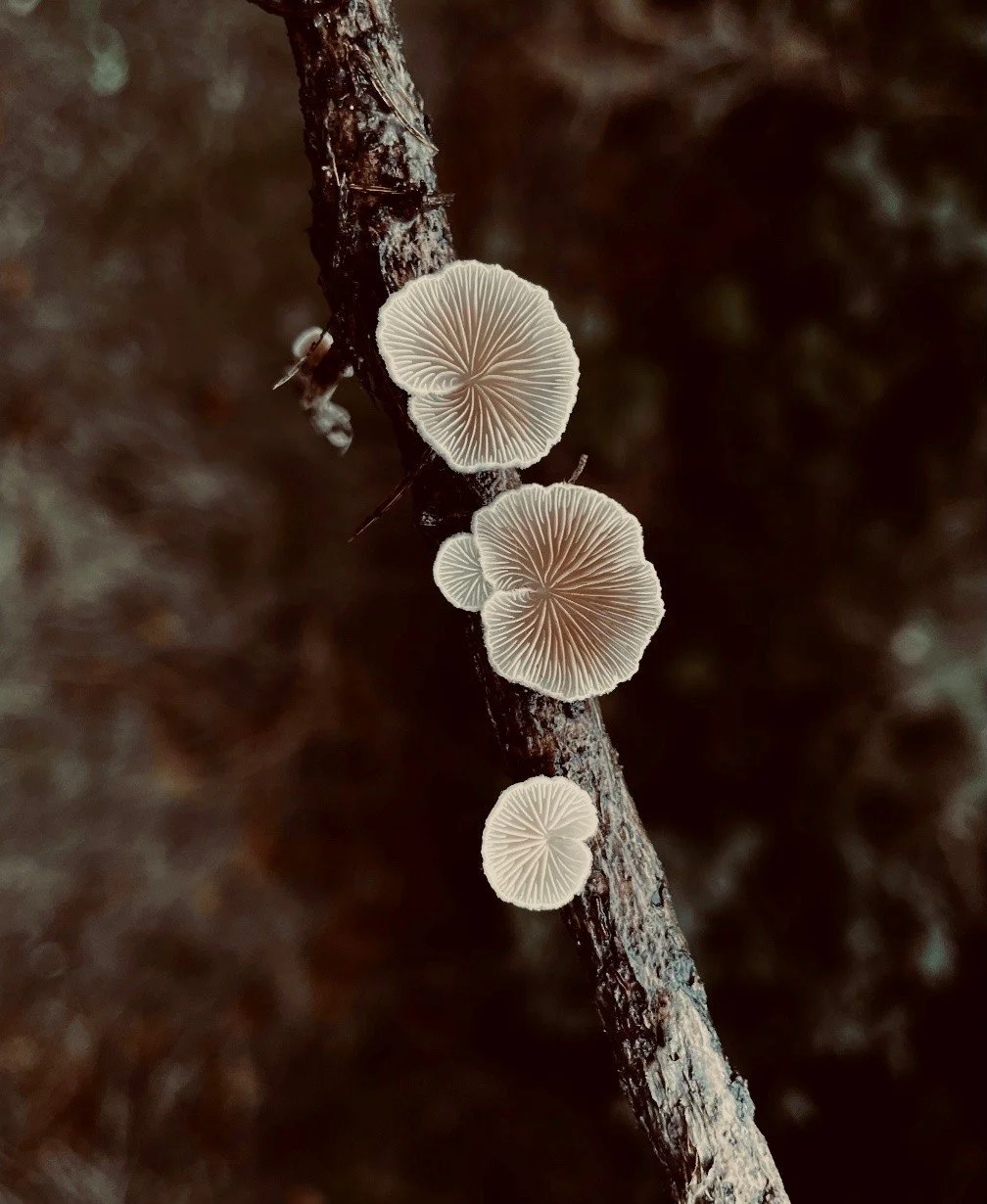 The Weird and Wonderful World of Fungi at Leonardslee